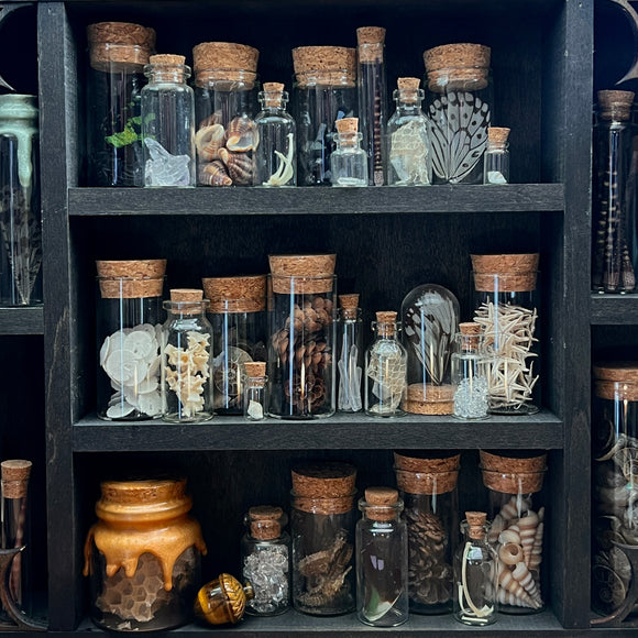 Memento Mori Curios & Oddities Box