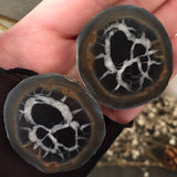 Ancient Wisdom Septarian Geode Pair